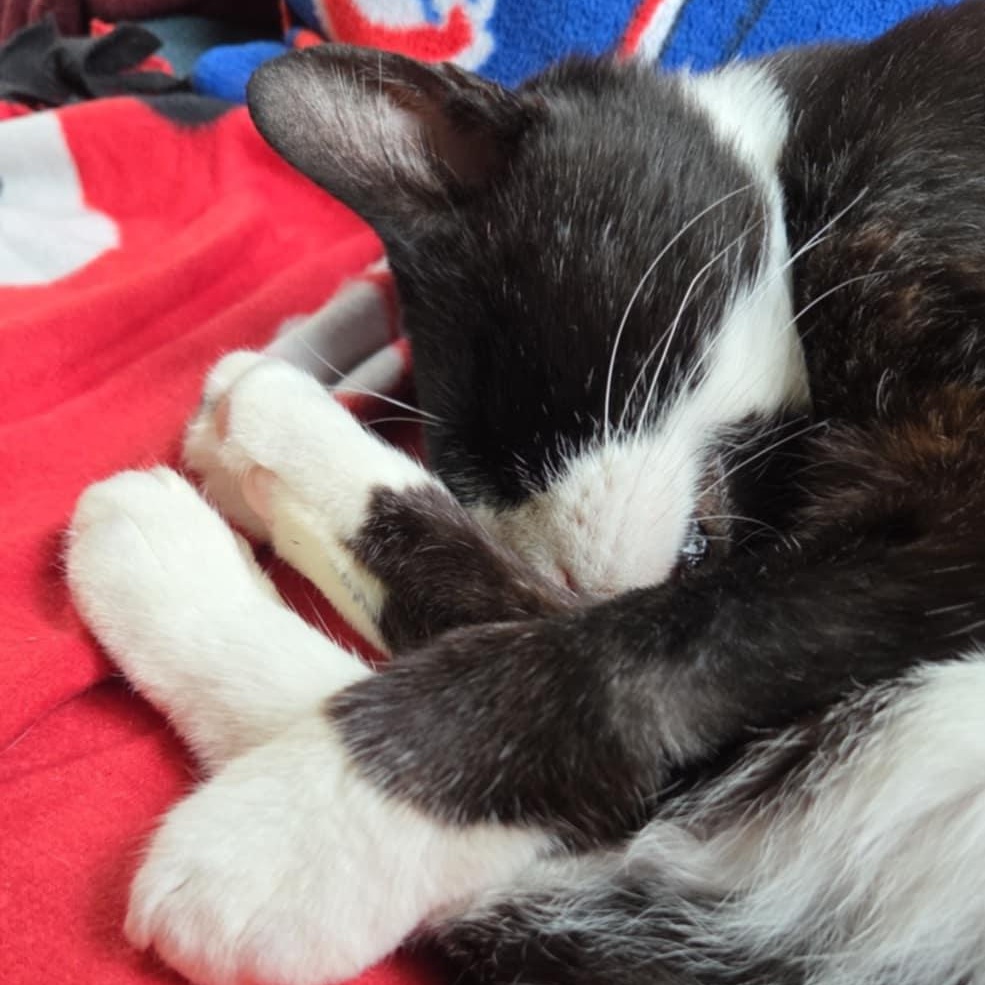 Walter, a Adoptable mixed breed in Chicago, IL image 6/6