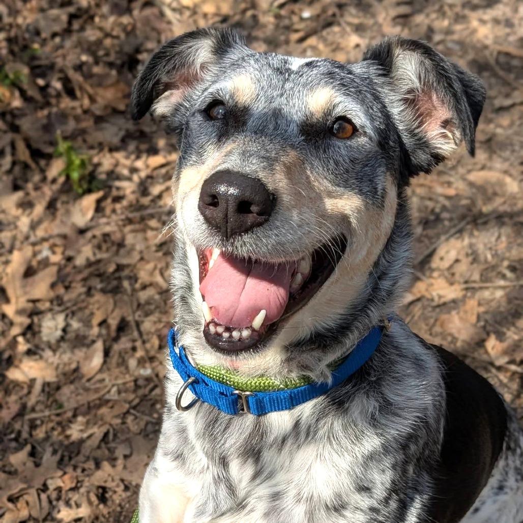 Maggie, Adoptable, Adult Female Australian Cattle Dog / Blue Heeler & Mixed Breed.