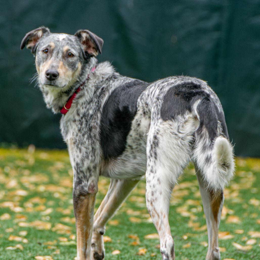 Maggie, a Adoptable mixed breed in Saint Charles, MO image 2/6