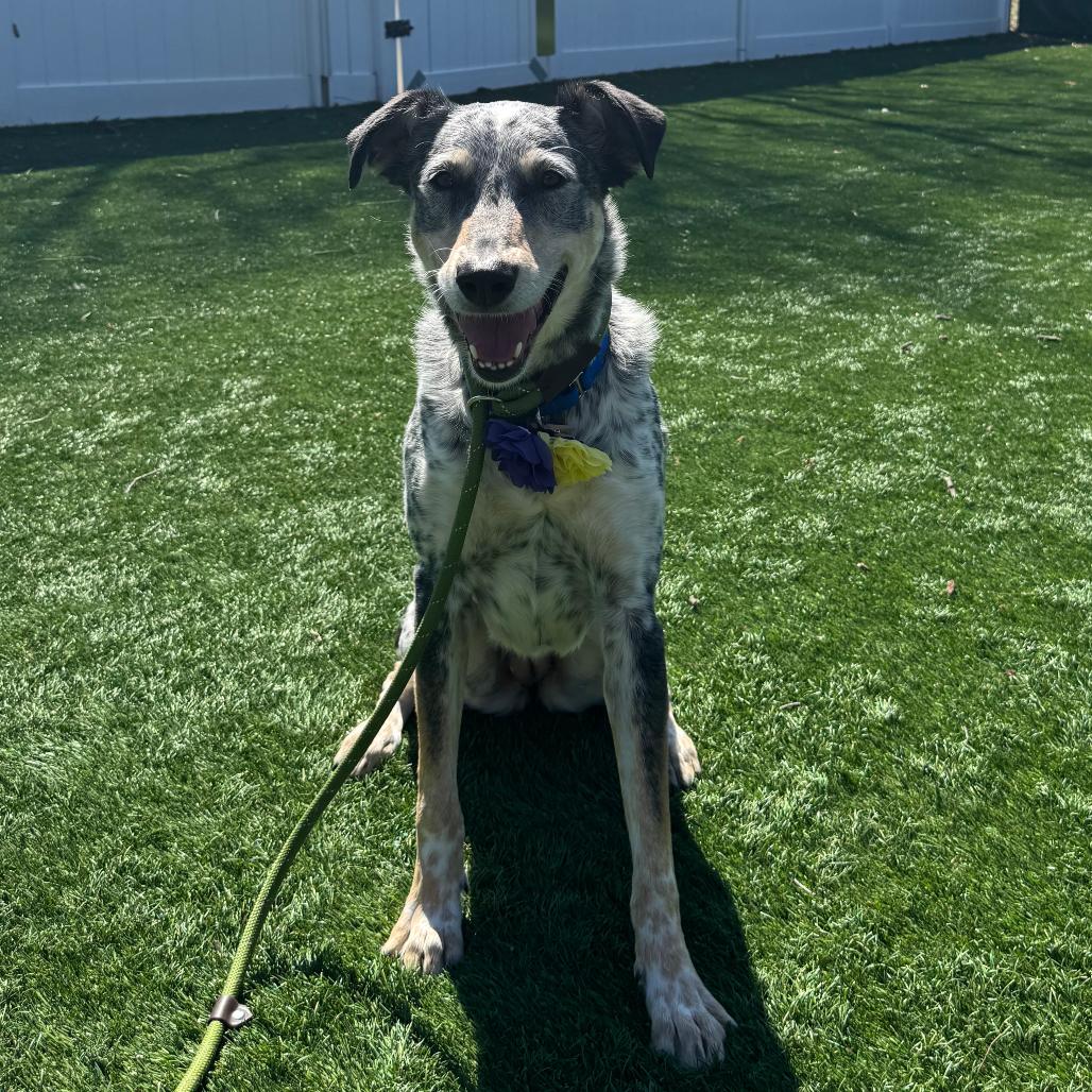 Maggie, a Adoptable mixed breed in Saint Charles, MO image 3/6