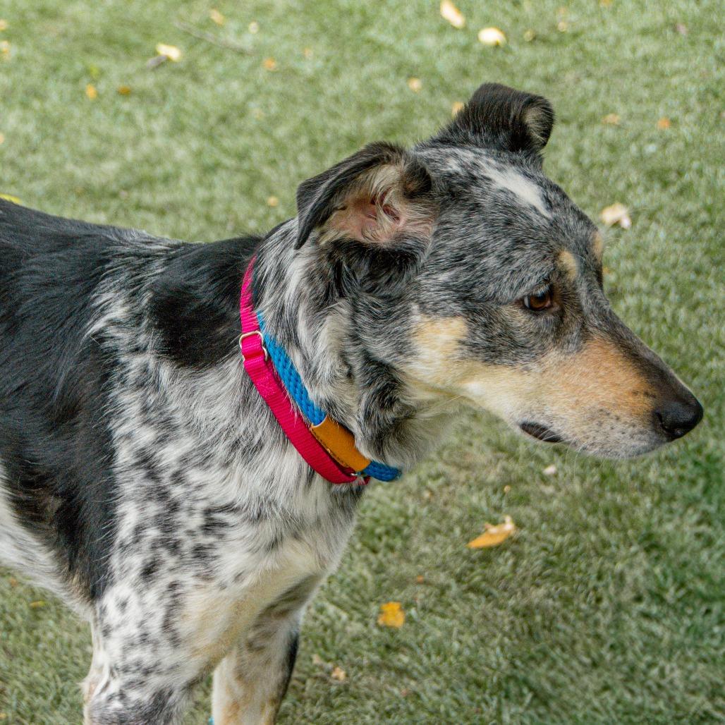 Maggie, a Adoptable mixed breed in Saint Charles, MO image 4/6