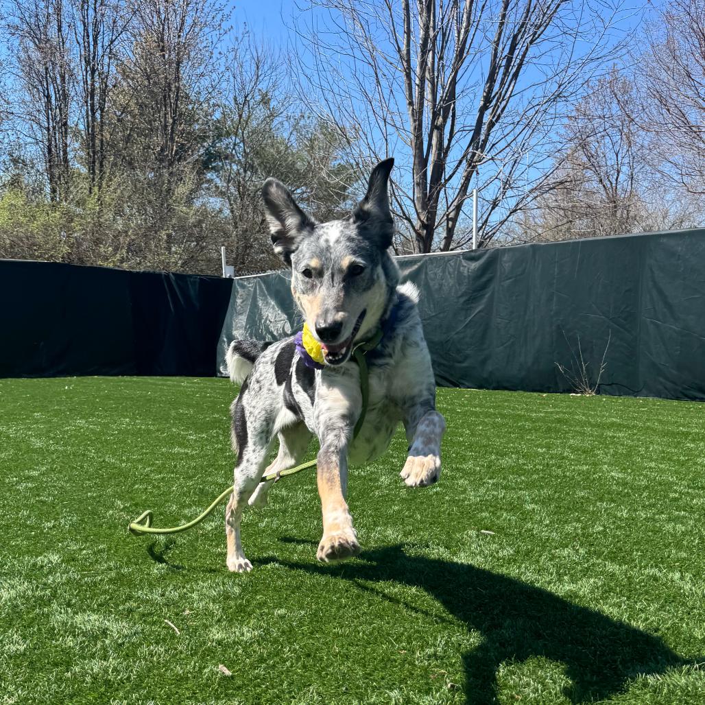 Maggie, a Adoptable mixed breed in Saint Charles, MO image 5/6