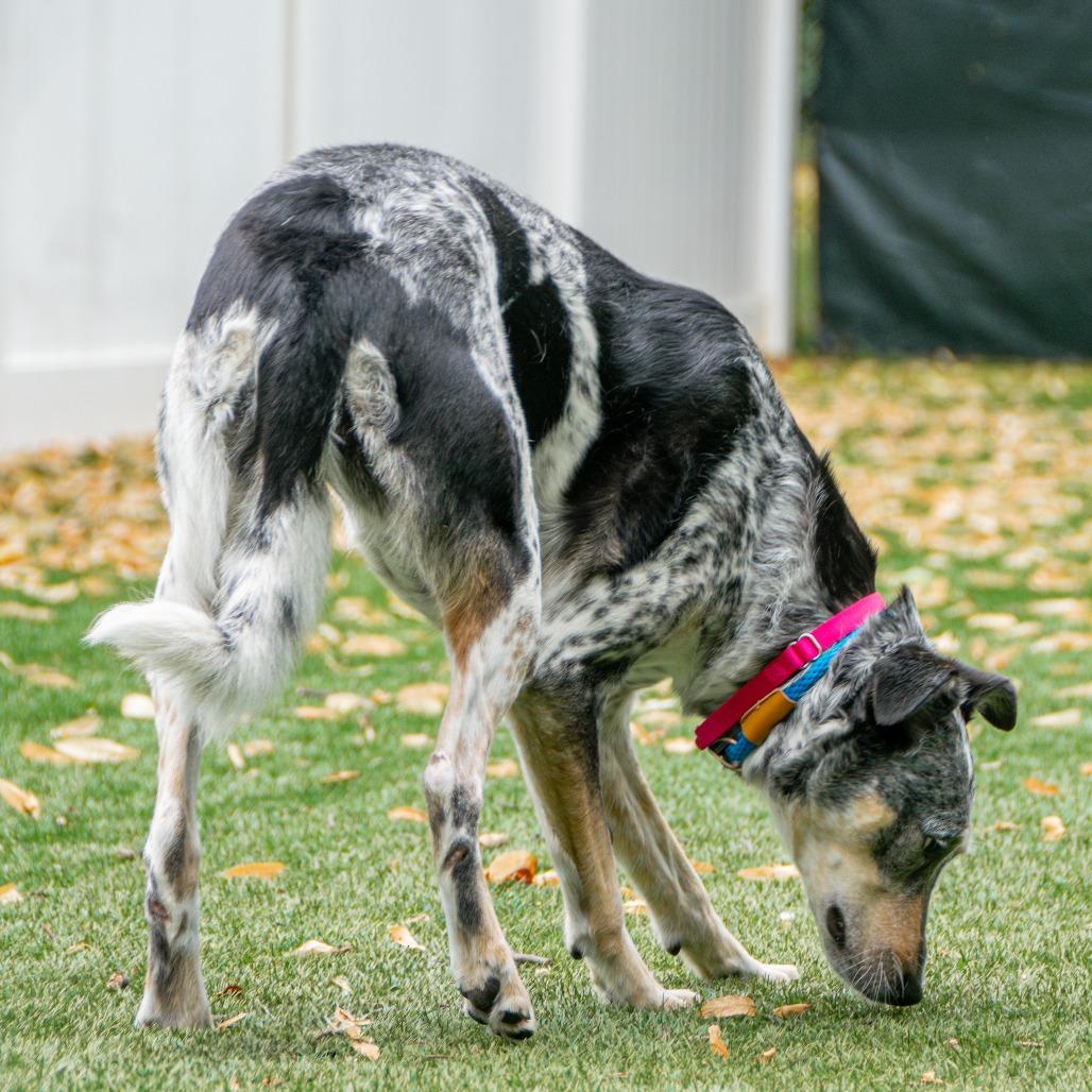 Maggie, a Adoptable mixed breed in Saint Charles, MO image 6/6