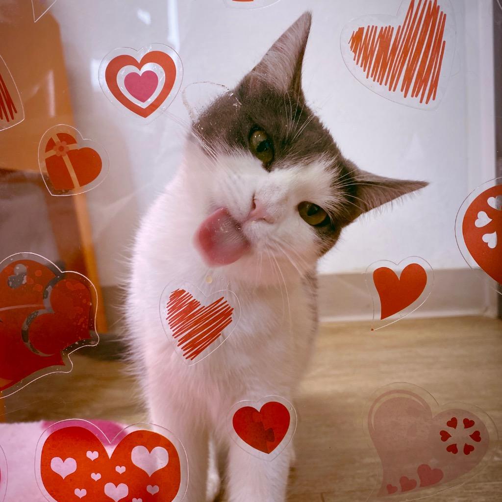 Enlarge Sandy, a Adoptable mixed breed in Corpus Christi, TX image 2/2