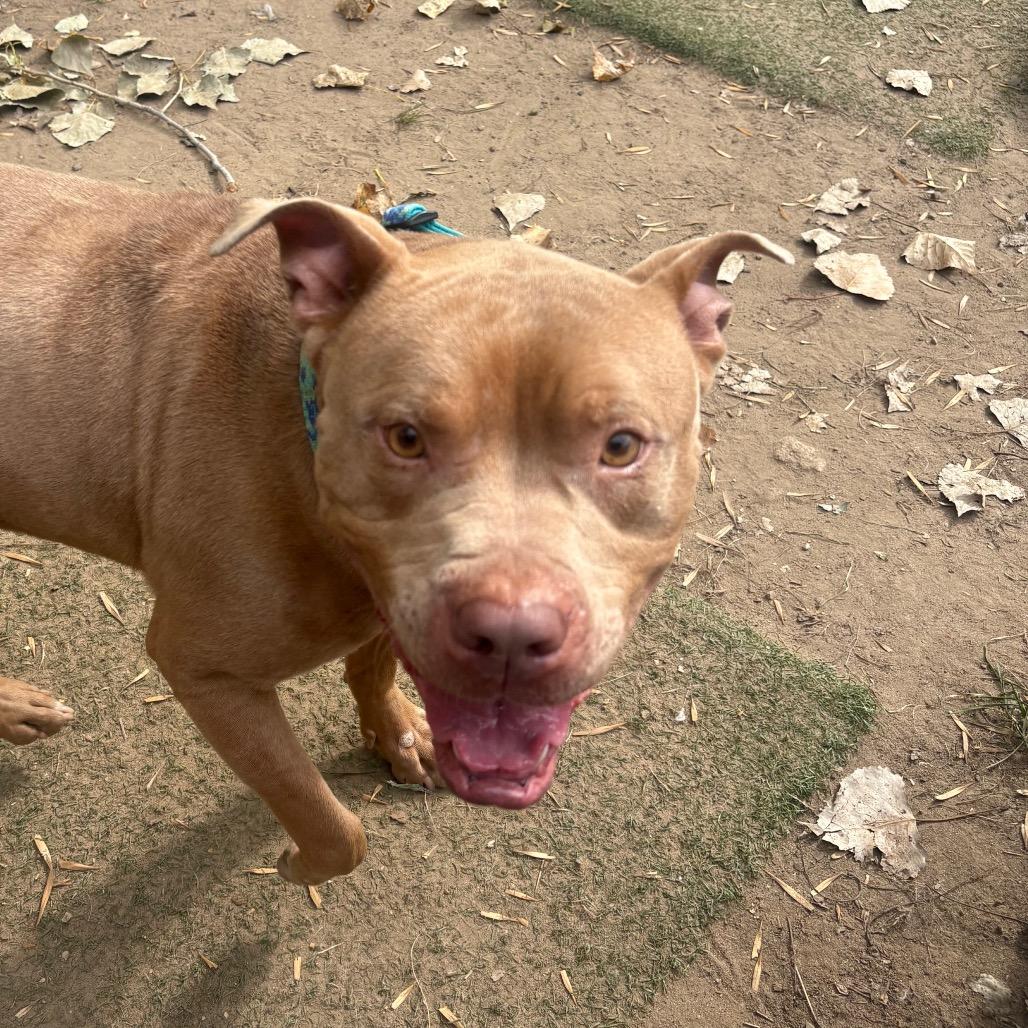 Jax, Adoptable, Adult Male Mixed Breed.