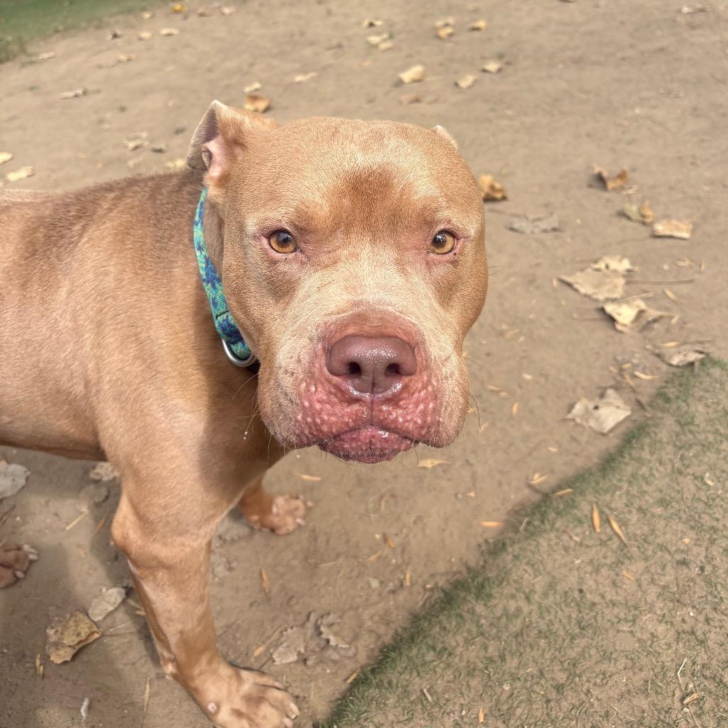 Enlarge Jax, a Adoptable Mixed Breed in Grand Rapids, MI image 2/6