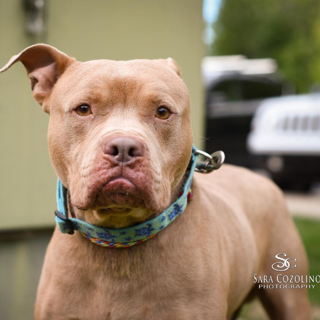 Enlarge Jax, a Adoptable Mixed Breed in Grand Rapids, MI image 3/6