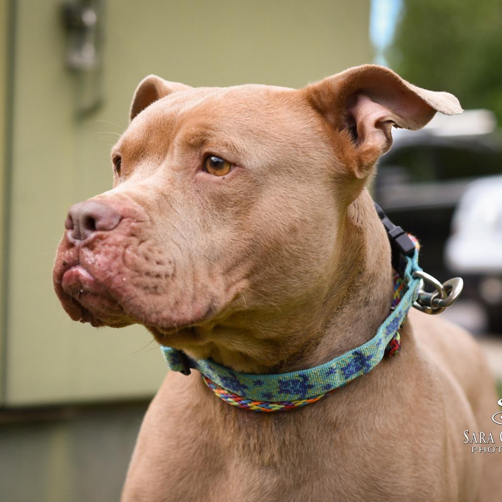 Enlarge Jax, a Adoptable Mixed Breed in Grand Rapids, MI image 4/6