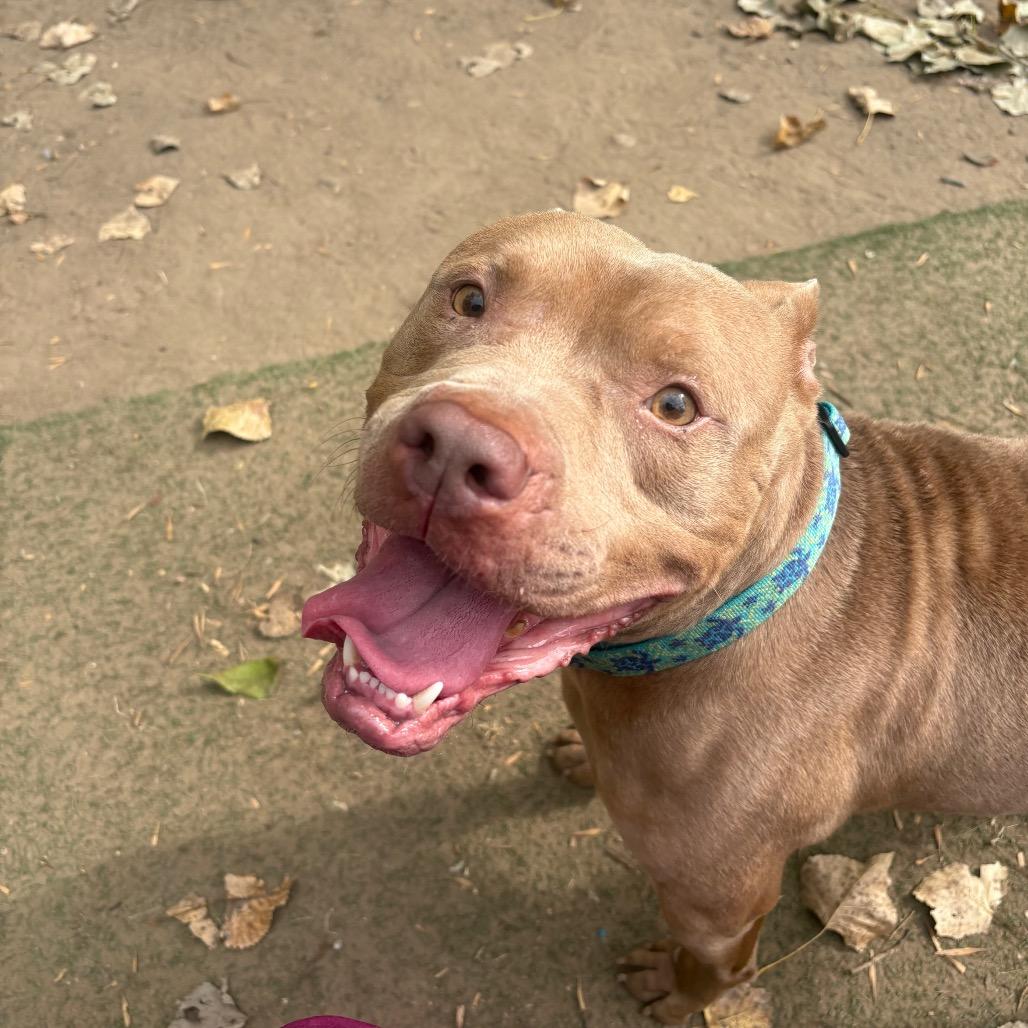 Enlarge Jax, a Adoptable Mixed Breed in Grand Rapids, MI image 5/6