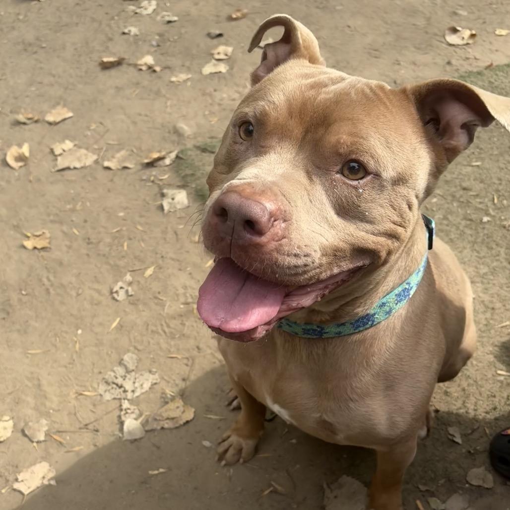 Enlarge Jax, a Adoptable Mixed Breed in Grand Rapids, MI image 6/6