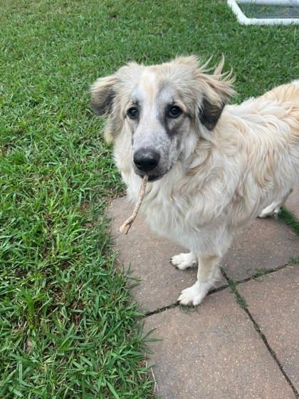 Zara, Adoptable, Adult Female Great Pyrenees & Mixed Breed.