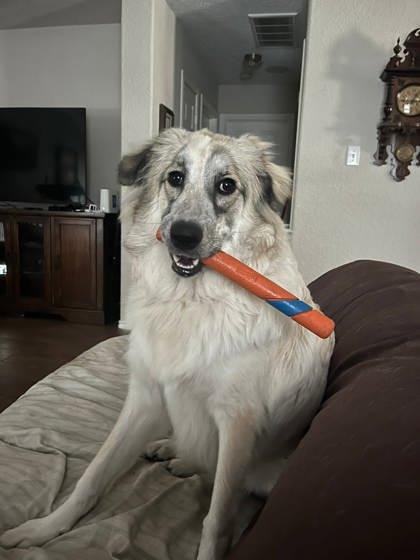 Enlarge Zara, a Adoptable mixed breed in Kingwood, TX image 2/3