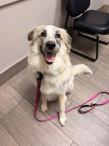 Zara, Adoptable, Adult Female Great Pyrenees & Mixed Breed.