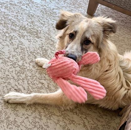 Enlarge Zara, a Adoptable mixed breed in Kingwood, TX image 2/2