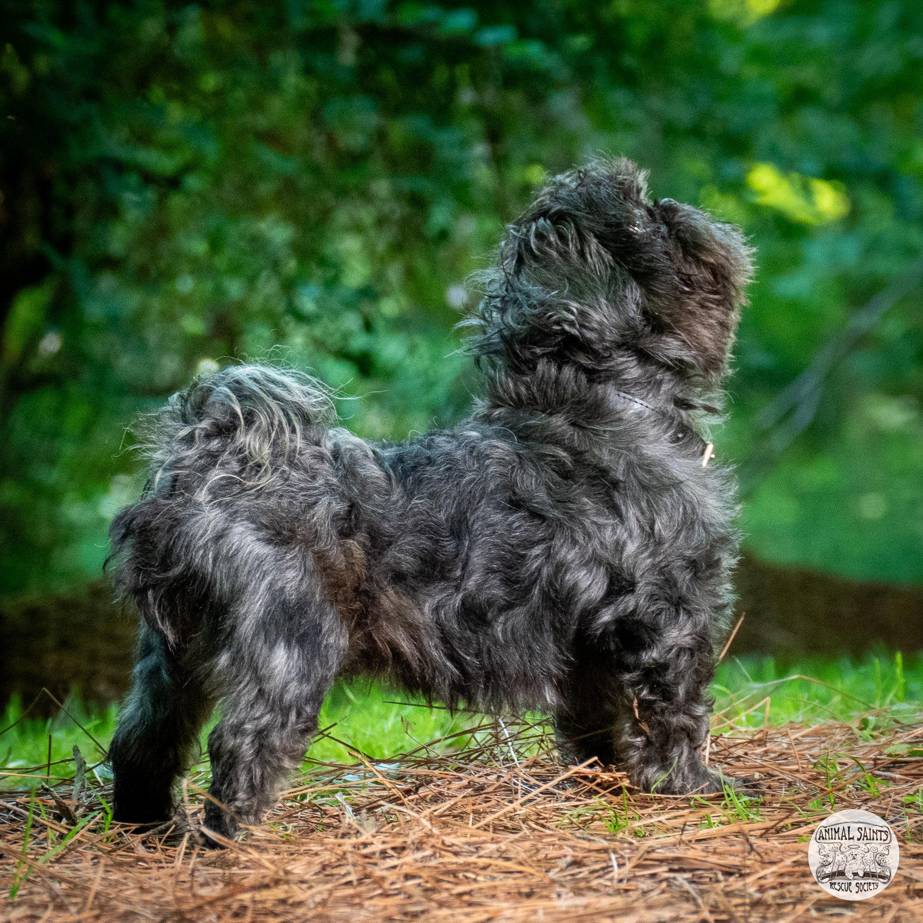 Tollie, a ADOPTABLE Shih Tzu in Fort Montgomery, NY image 4/5