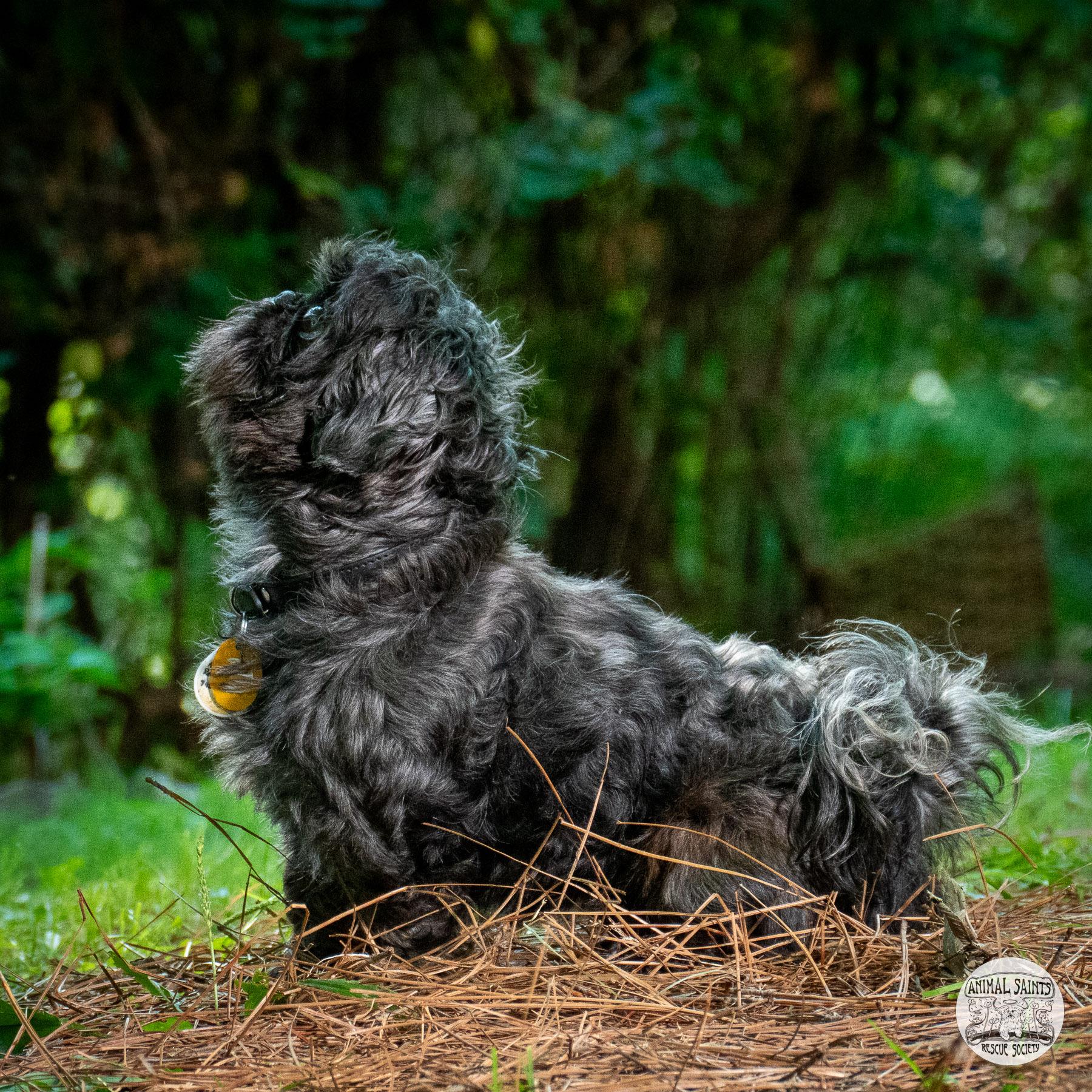 Tollie, a ADOPTABLE Shih Tzu in Fort Montgomery, NY image 3/5