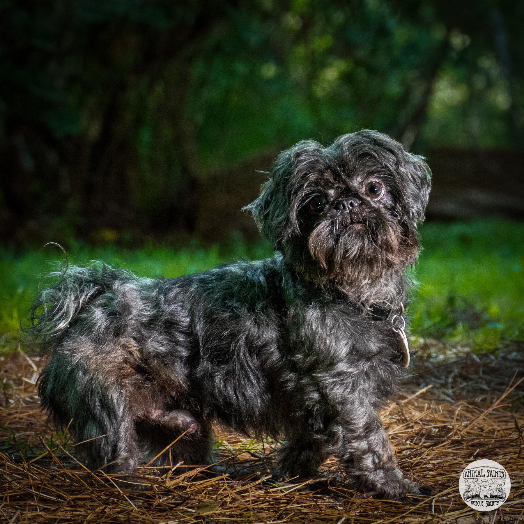 Tollie, a ADOPTABLE Shih Tzu in Fort Montgomery, NY image 5/5