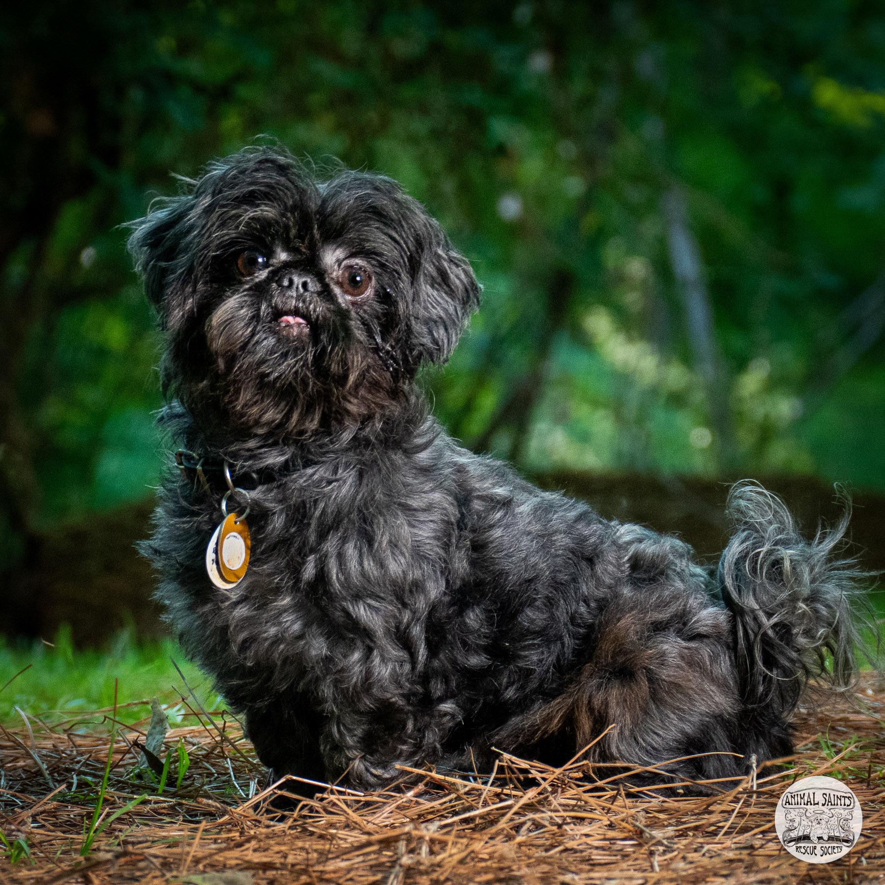 Tollie, ADOPTABLE, Adult Male Shih Tzu.