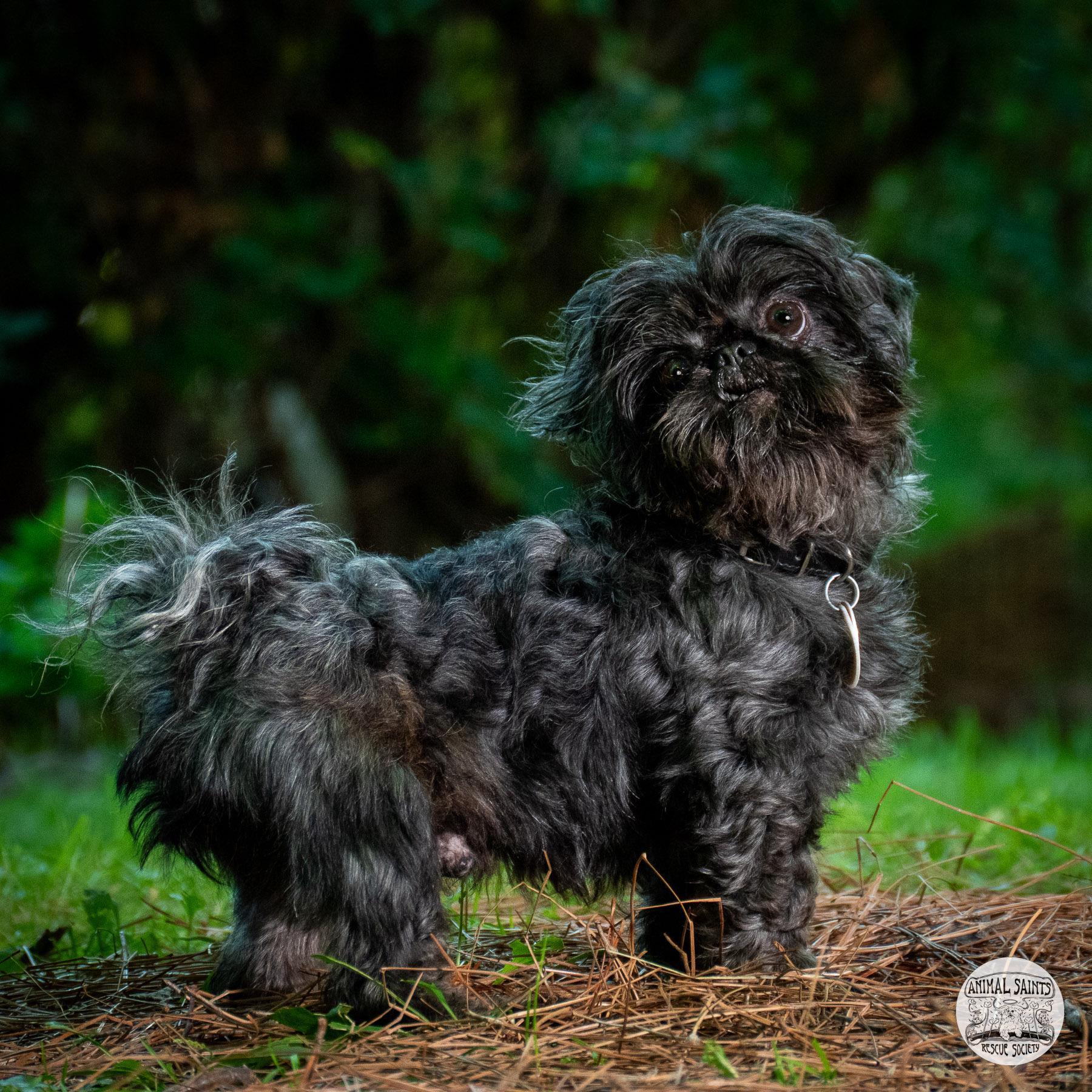 Tollie, a ADOPTABLE Shih Tzu in Fort Montgomery, NY image 2/5