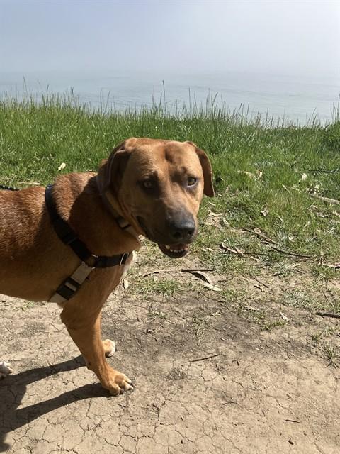 CASHEW, Adoptable, Adult Male Labrador Retriever & Mixed Breed.