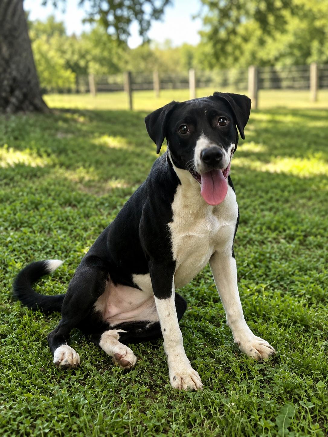 Nobara, Adoptable, Young Female Black Mouth Cur & Mixed Breed.