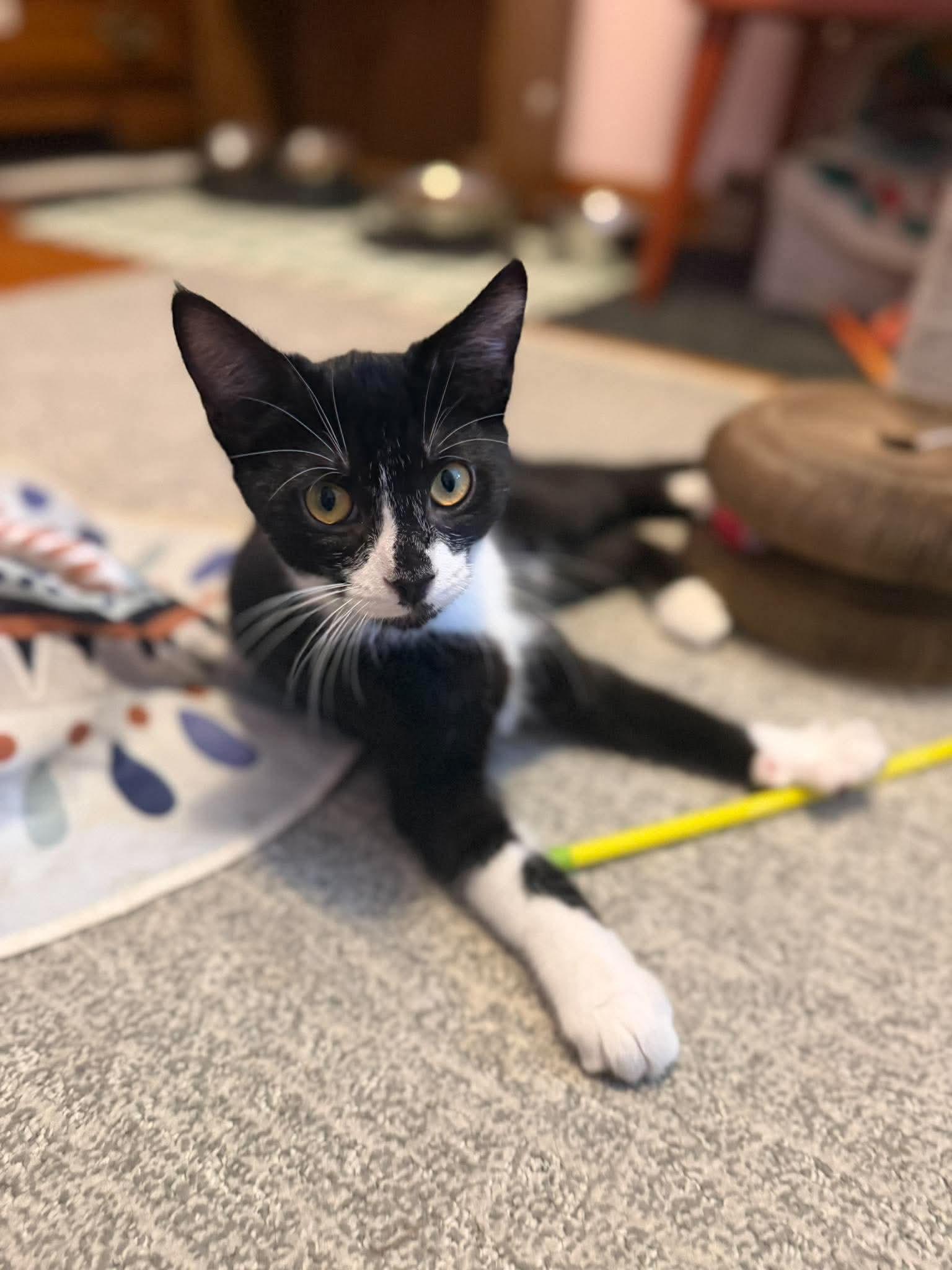 Loverboi, ADOPTABLE, Kitten Male Domestic Short Hair.