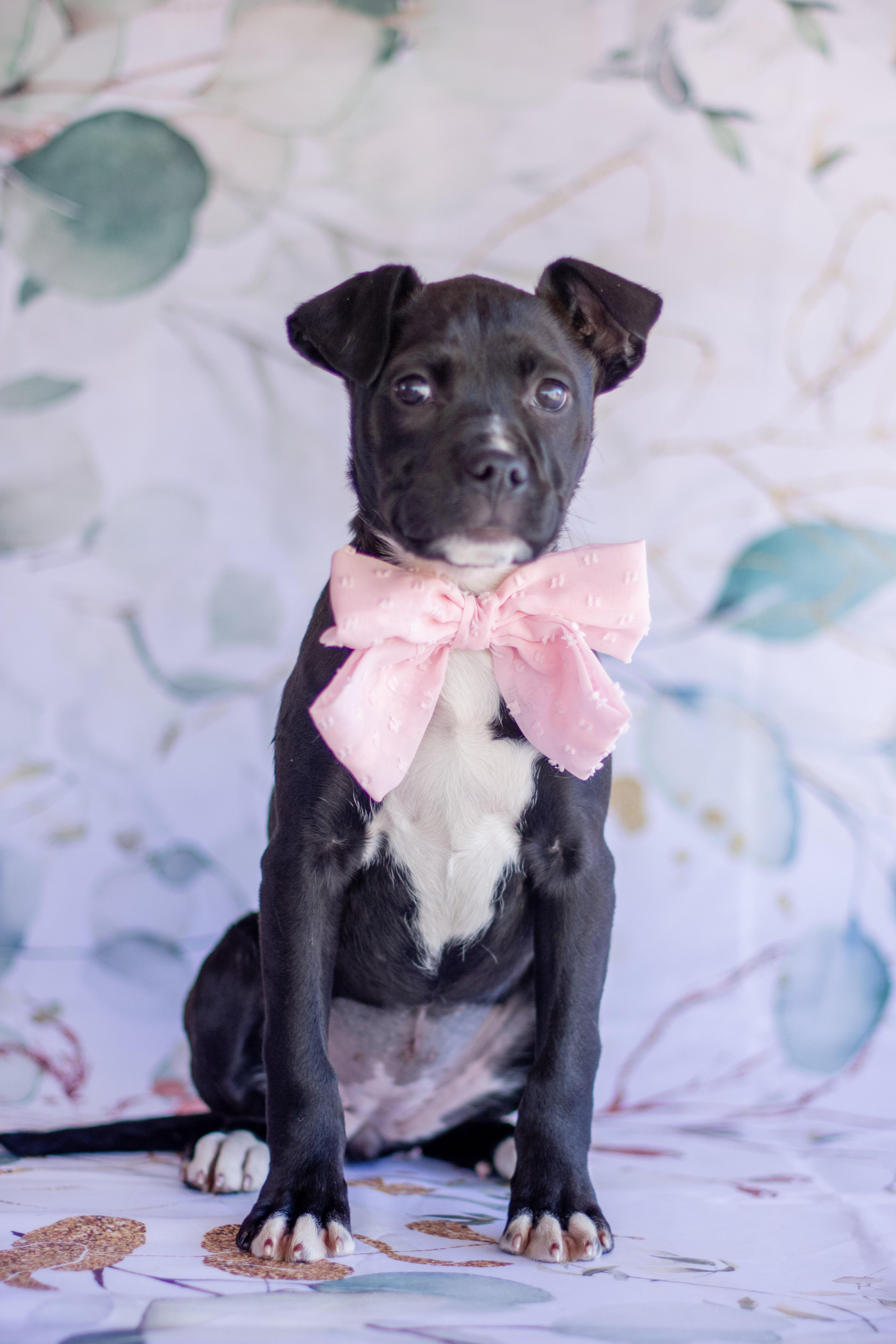 Windy, adopted, Puppy Female Boxer.