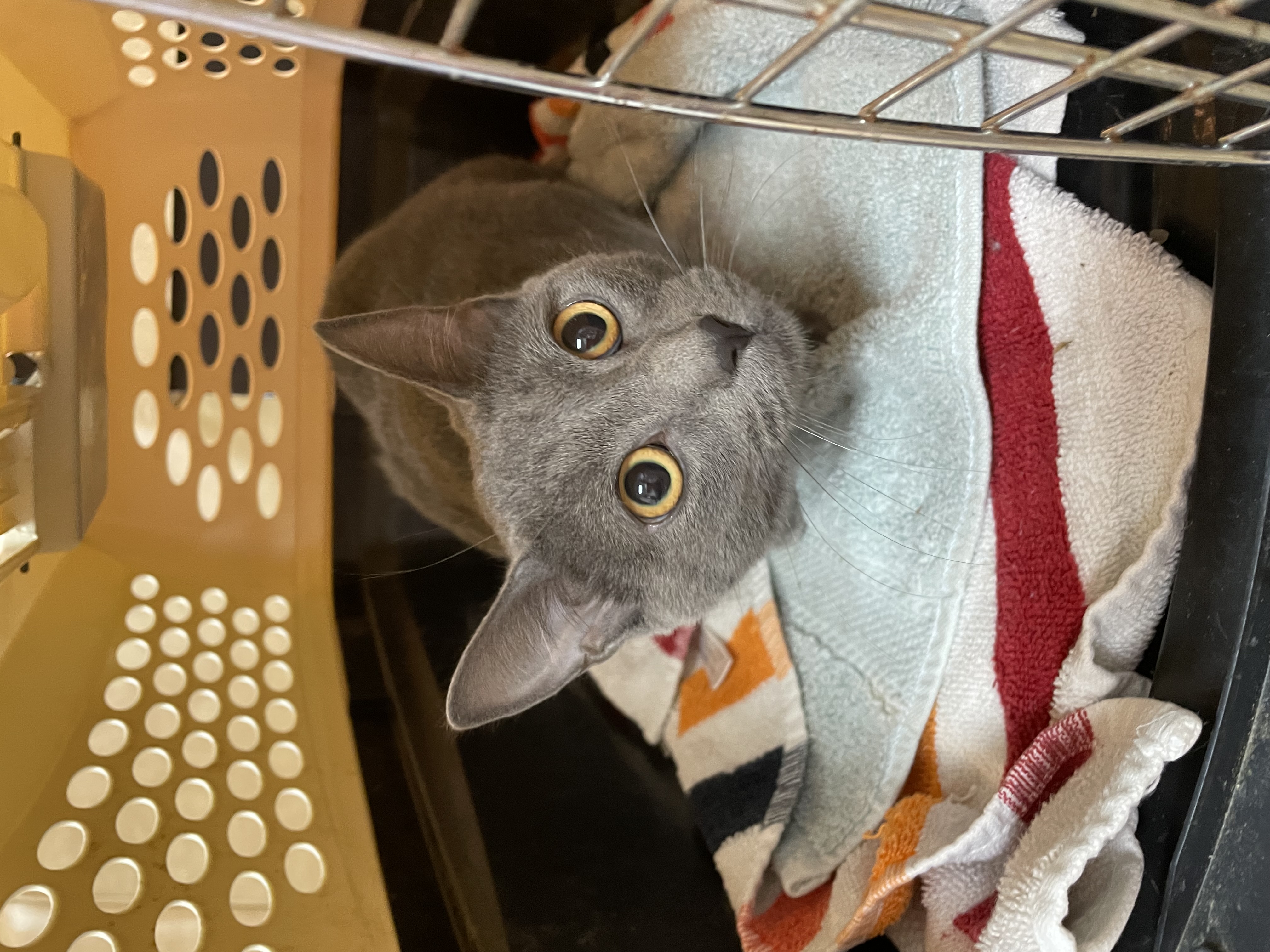 Mary Ellen, an adoptable mixed breed in Columbia, SC image 4/4