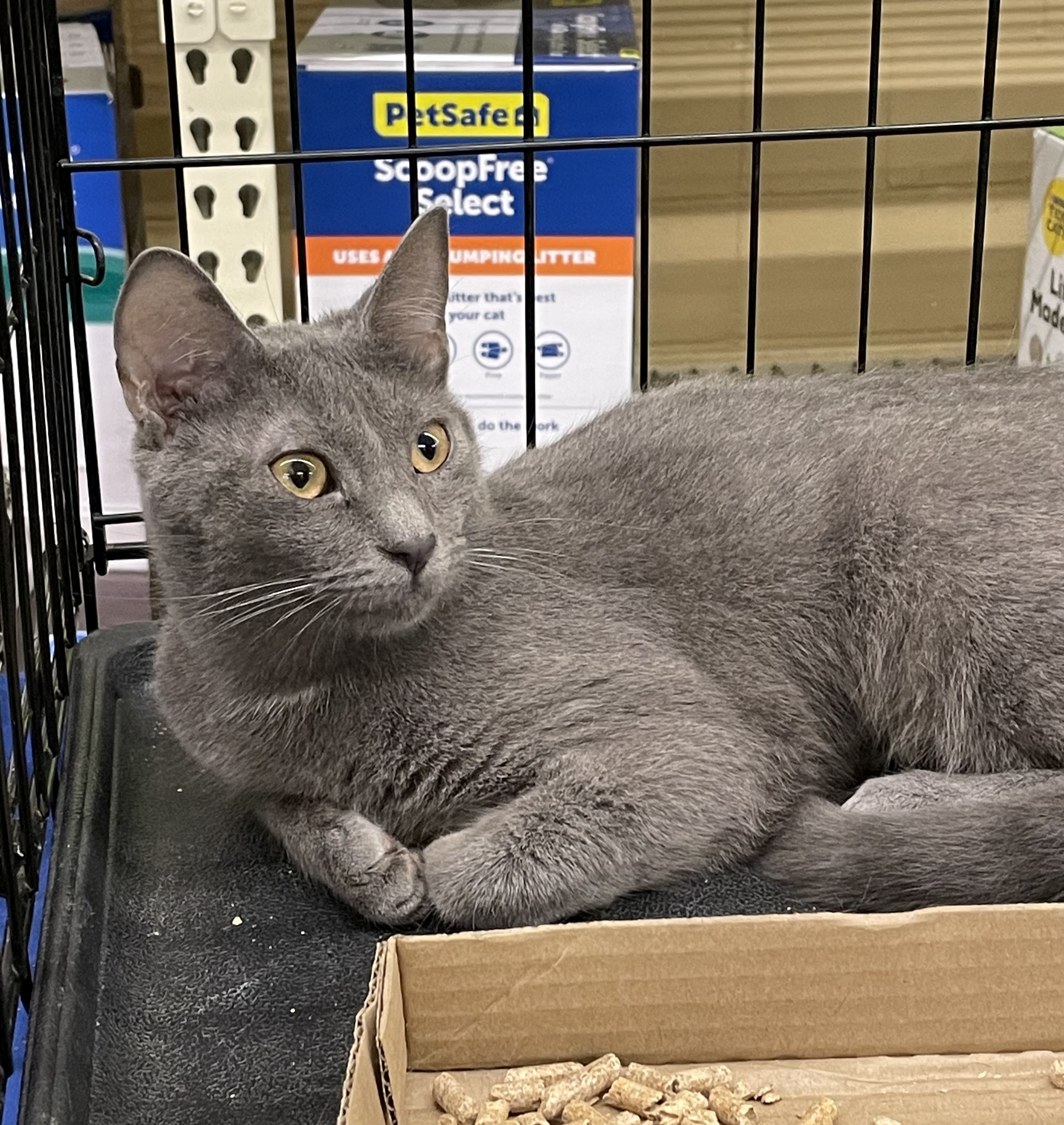 Mary Ellen, an adoptable mixed breed in Columbia, SC image 3/4