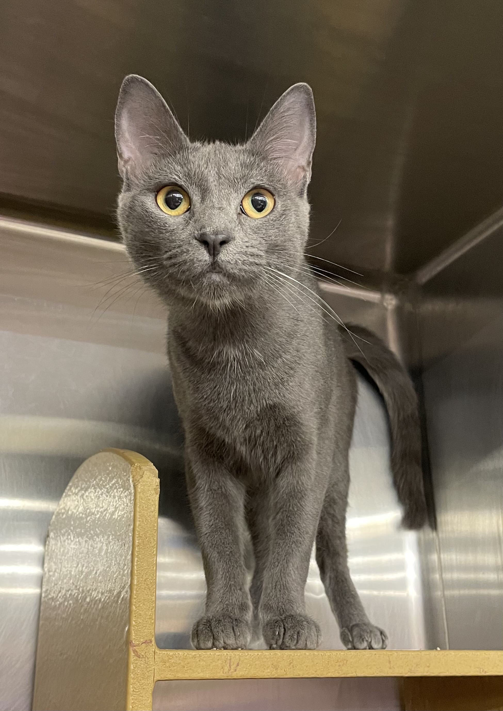 Mary Ellen, an adoptable mixed breed in Columbia, SC image 1/4