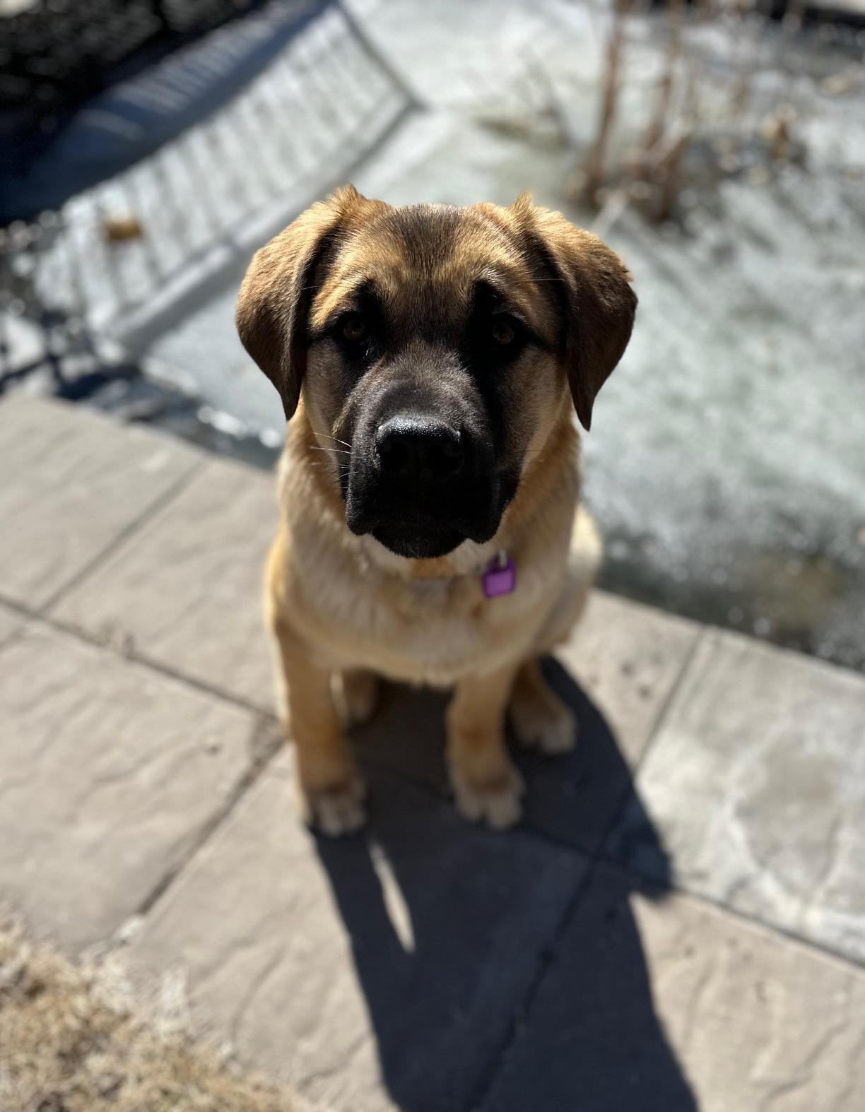 Enlarge Gunther pending adoption , an adopted Mixed Breed in Saskatoon, SK image 1/5