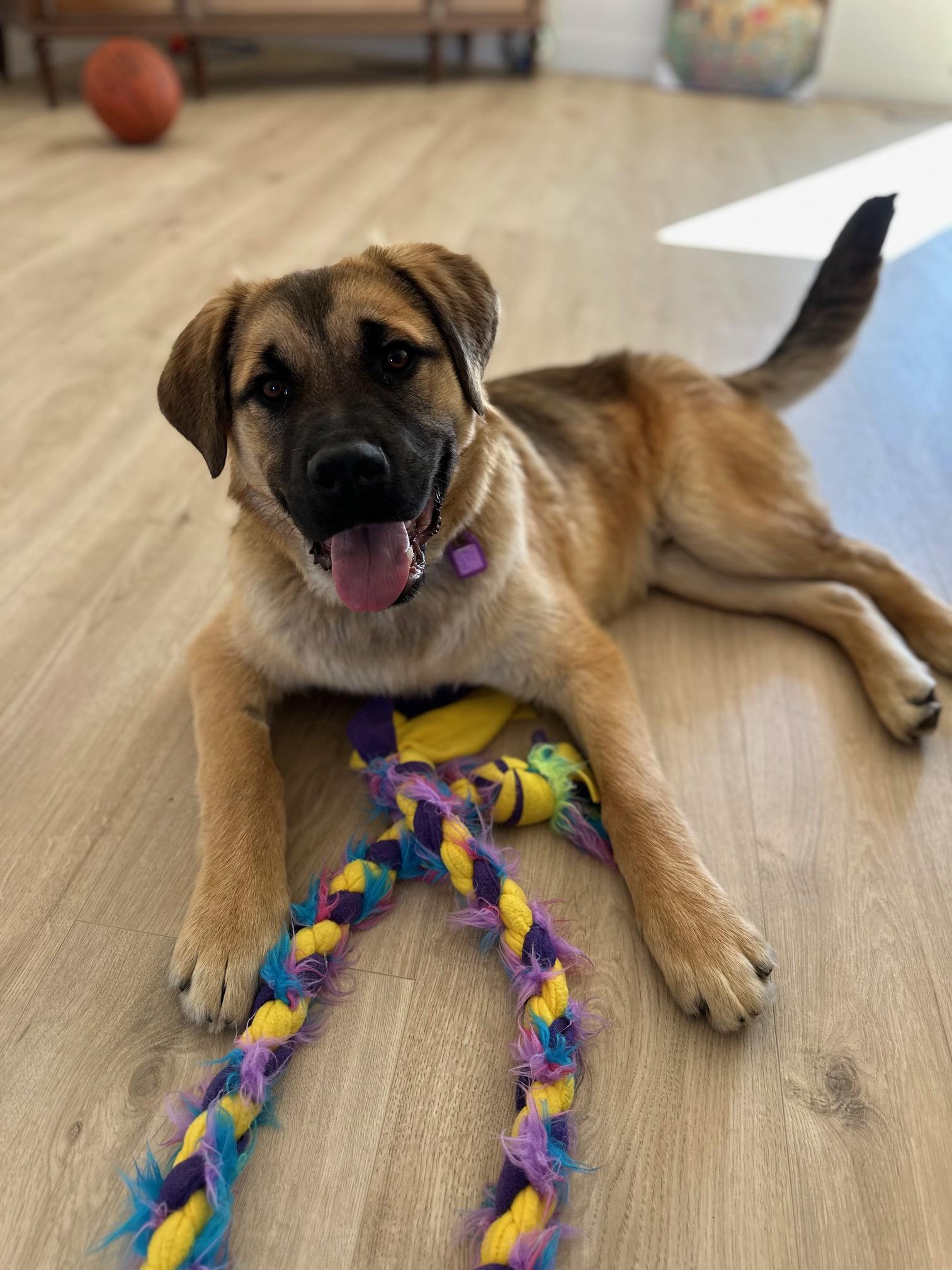 Enlarge Gunther pending adoption , an adopted Mixed Breed in Saskatoon, SK image 5/5