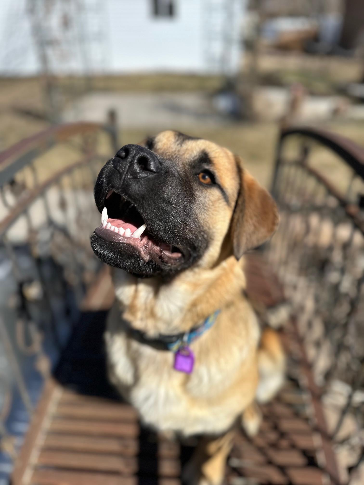 Enlarge Gunther pending adoption , an adopted Mixed Breed in Saskatoon, SK image 2/5