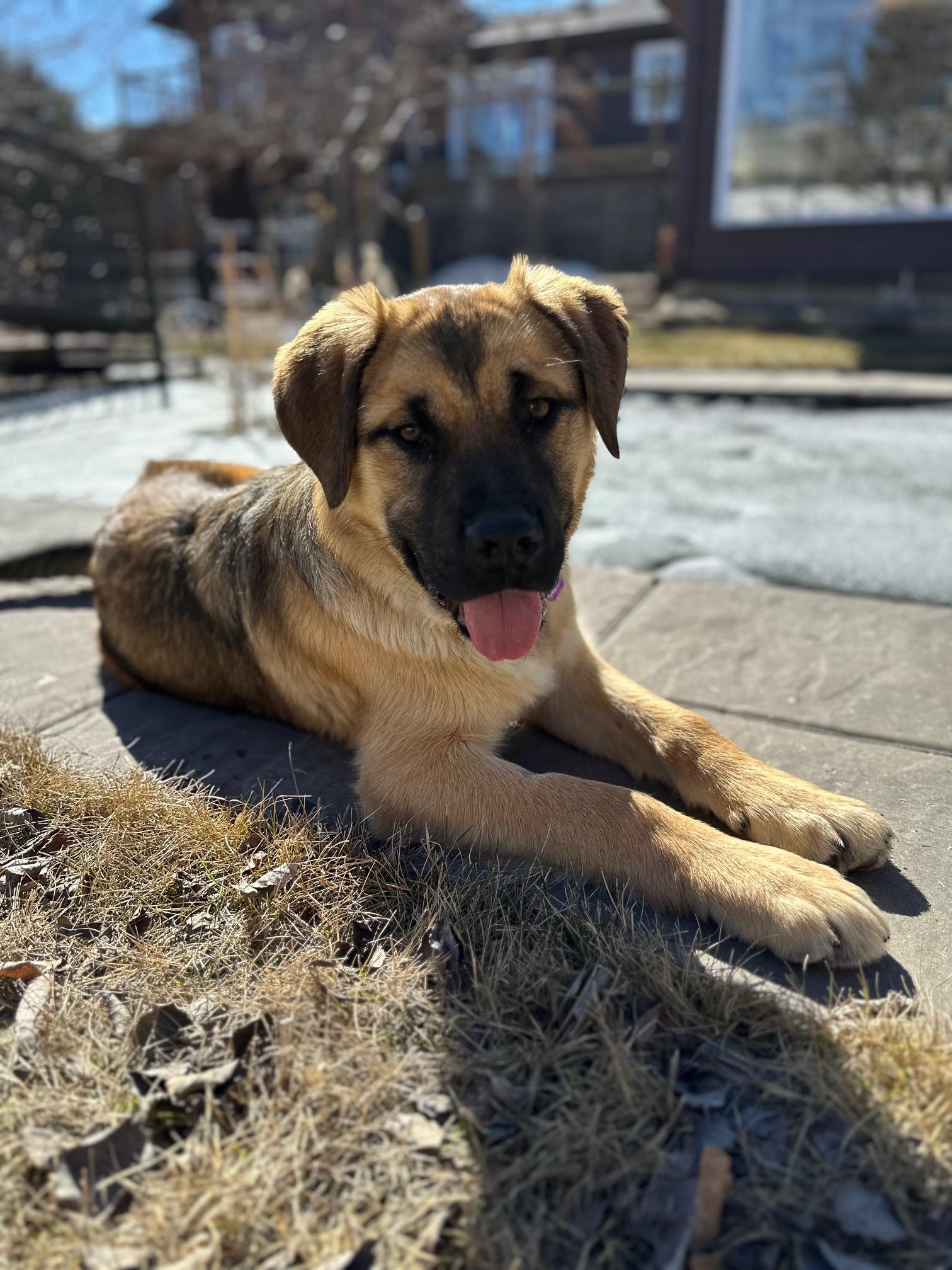 Enlarge Gunther pending adoption , an adopted Mixed Breed in Saskatoon, SK image 4/5