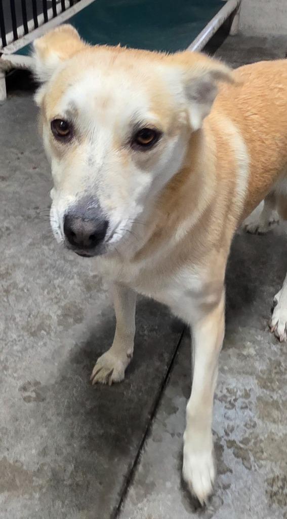 Enlarge Bubbles, a Adoptable mixed breed in Gold Beach, OR image 1/1