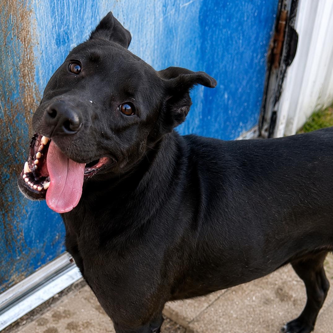 Enlarge Ebony, a Adoptable Pit Bull Terrier in Elizabeth City , NC image 3/6