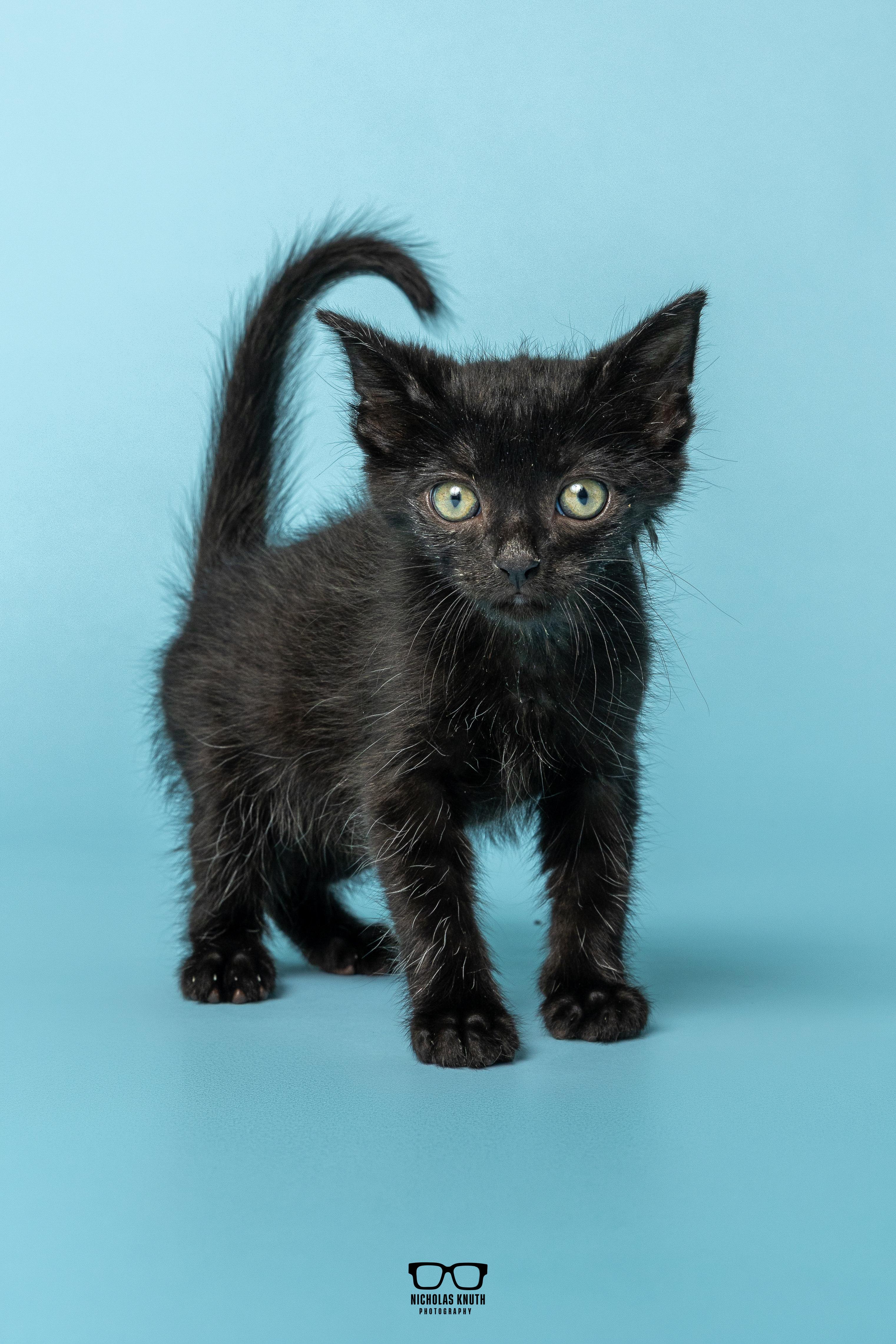 Chili, Adoptable, Kitten Male Domestic Short Hair.