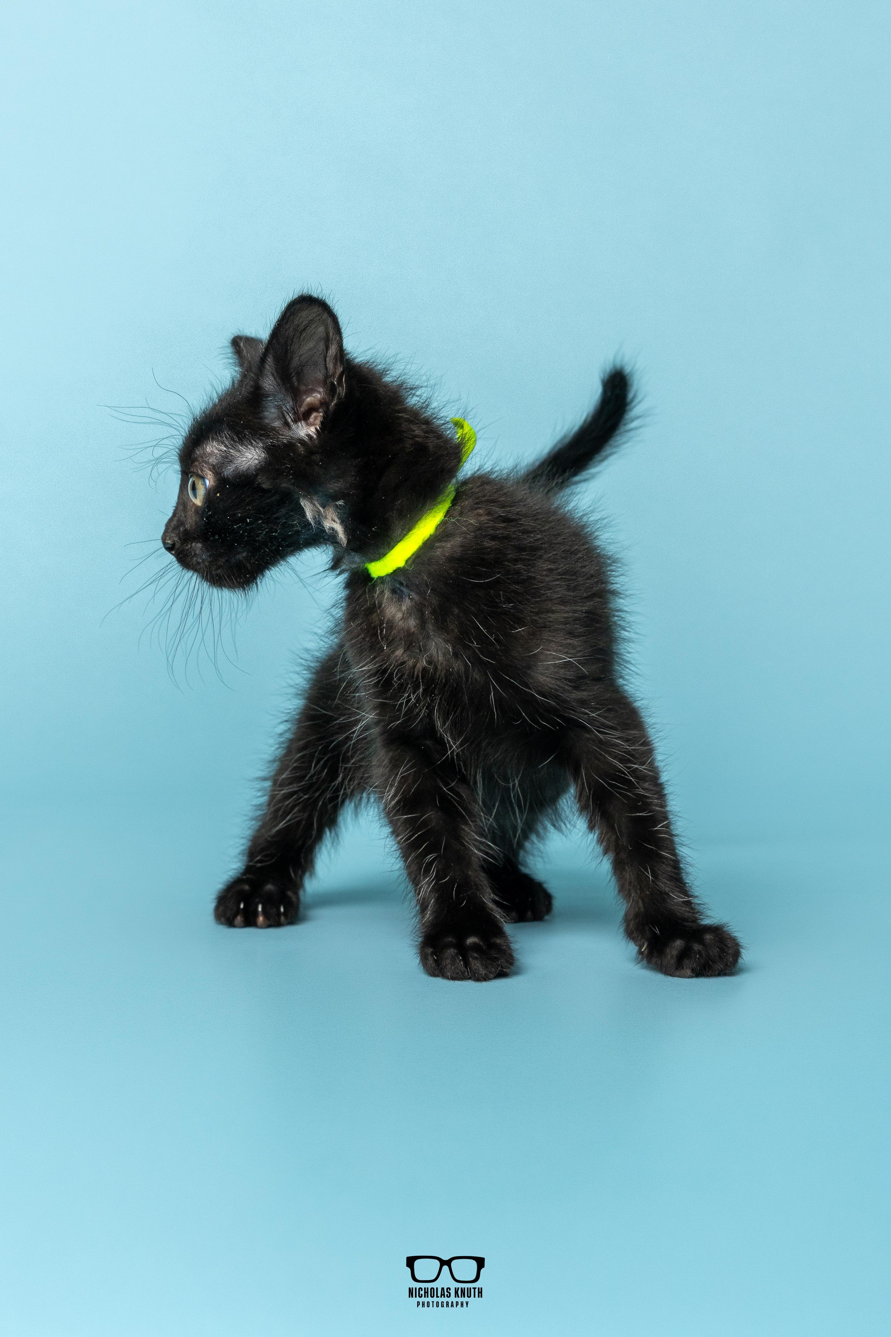 Enlarge Chili, a Adoptable Domestic Short Hair in Palatine, IL image 6/6