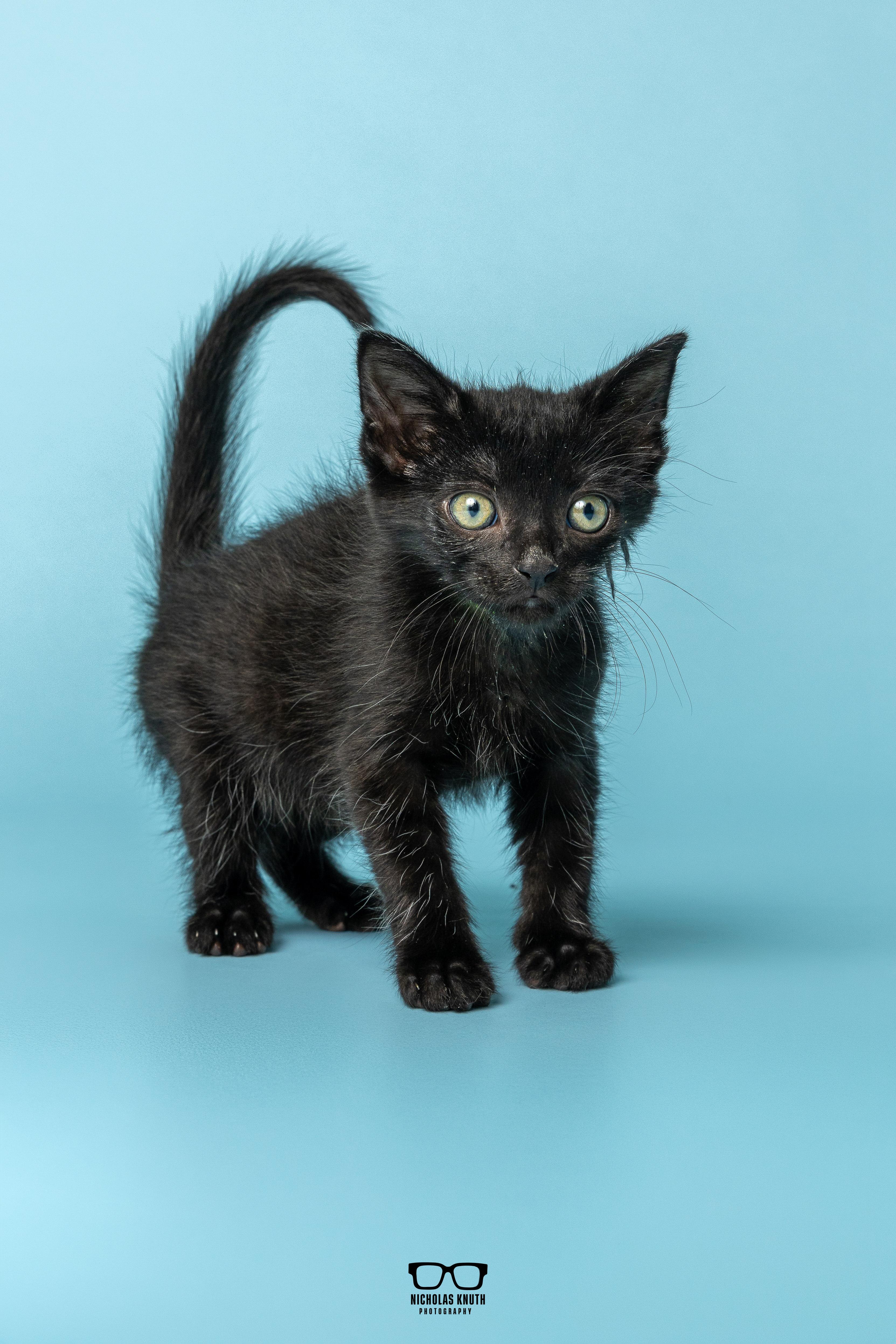 Enlarge Chili, a Adoptable Domestic Short Hair in Palatine, IL image 2/6