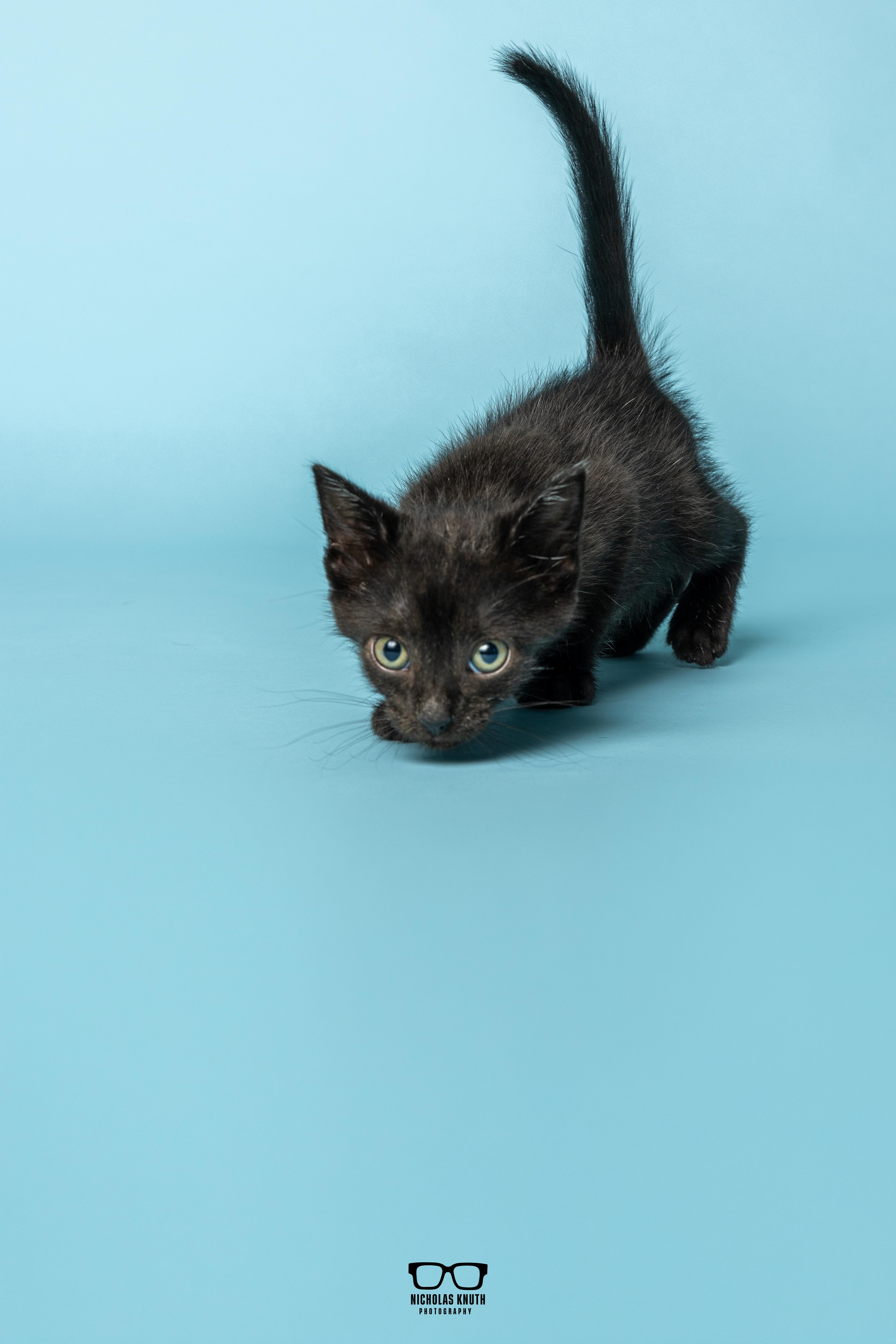 Enlarge Chili, a Adoptable Domestic Short Hair in Palatine, IL image 4/6