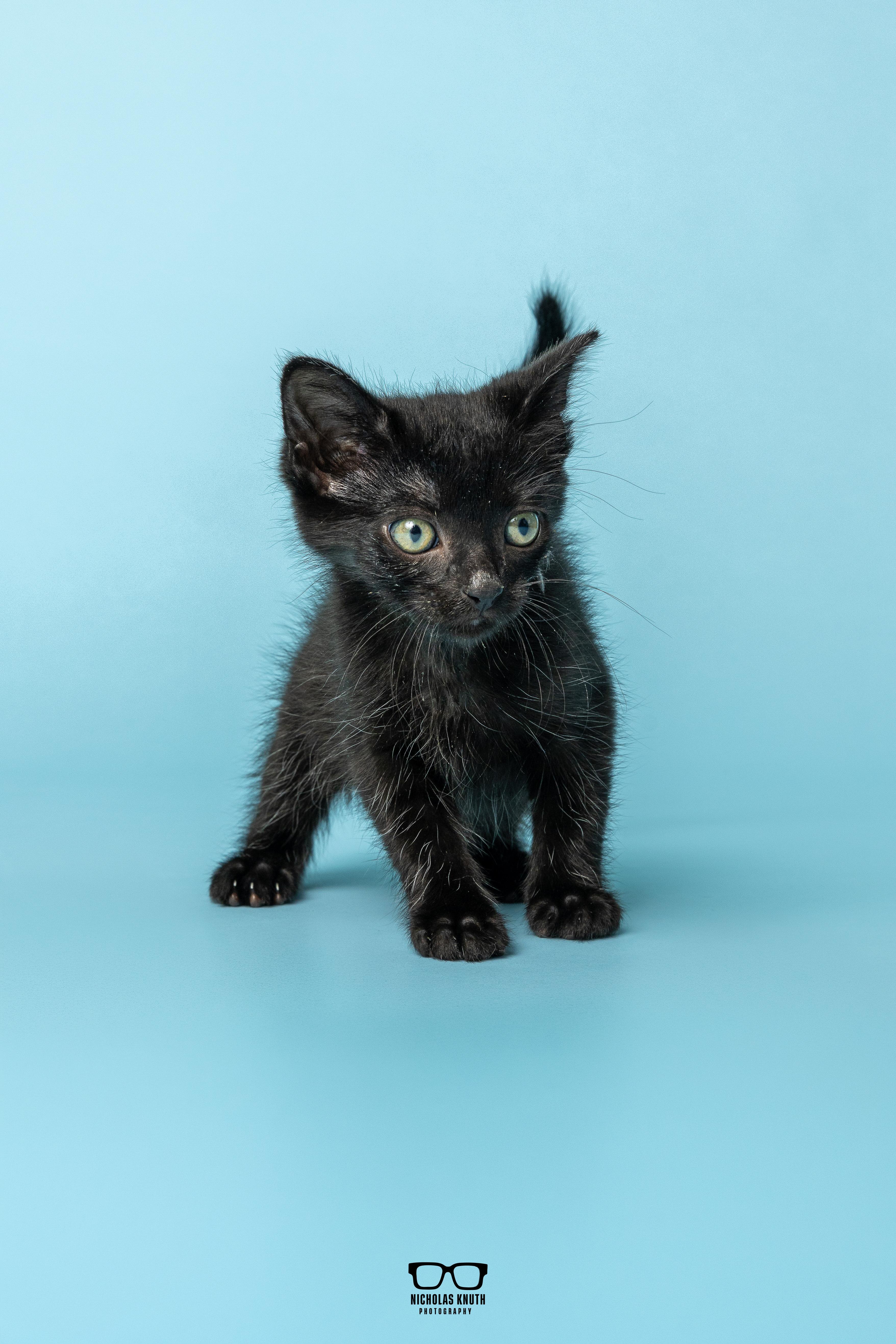 Enlarge Chili, a Adoptable Domestic Short Hair in Palatine, IL image 3/6