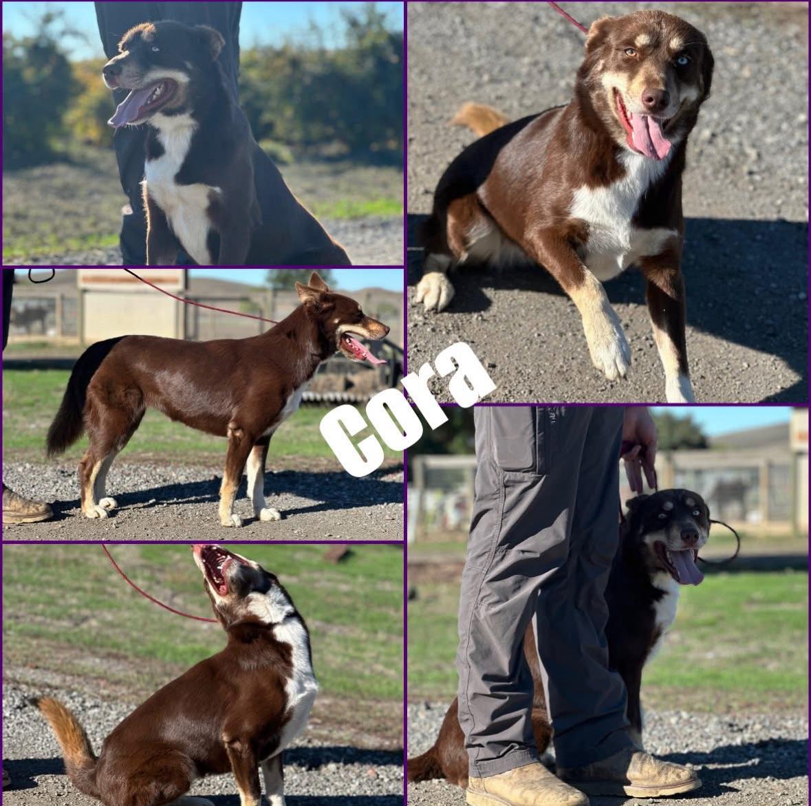 Cora, ADOPTABLE, Adult Female Australian Cattle Dog / Blue Heeler.