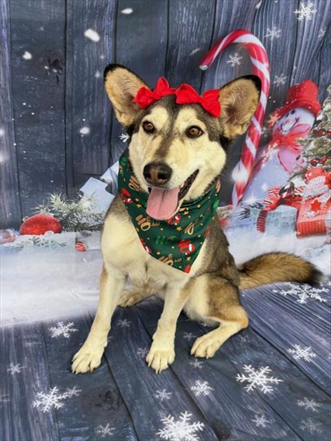 Enlarge NOVA, a Adoptable mixed breed in Gardena, CA image 1/1