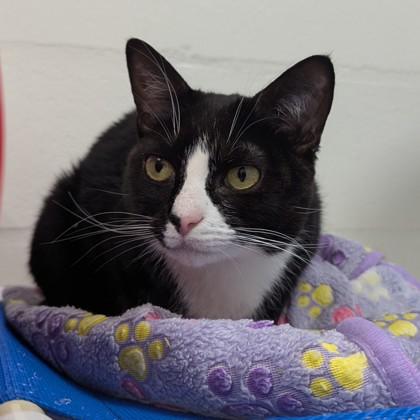 Oreo, Adoptable, Adult Female Domestic Short Hair.