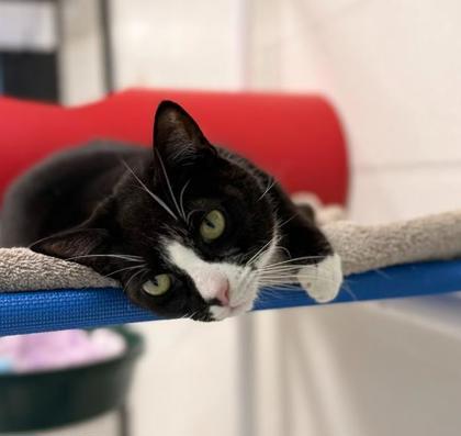 Enlarge Oreo, a Adoptable Domestic Short Hair in Largo, FL image 2/3