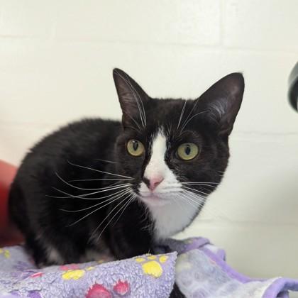Oreo, a Adoptable Domestic Short Hair in Largo, FL image 2/3