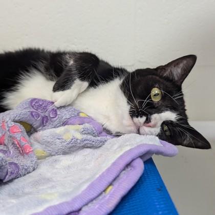 Oreo, a Adoptable Domestic Short Hair in Largo, FL image 3/3