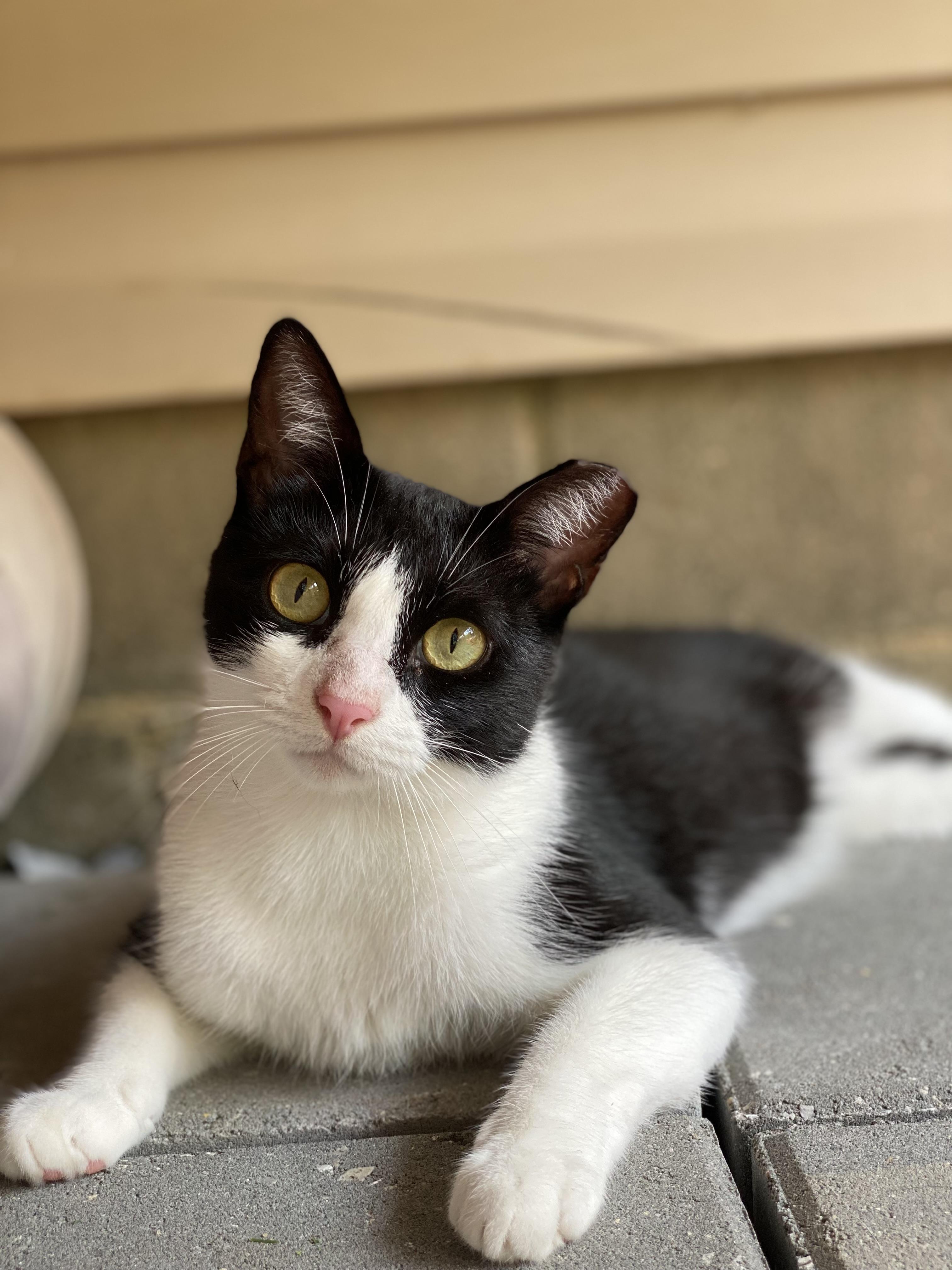 Dexter, ADOPTABLE, Adult Male American Shorthair & Domestic Short Hair.