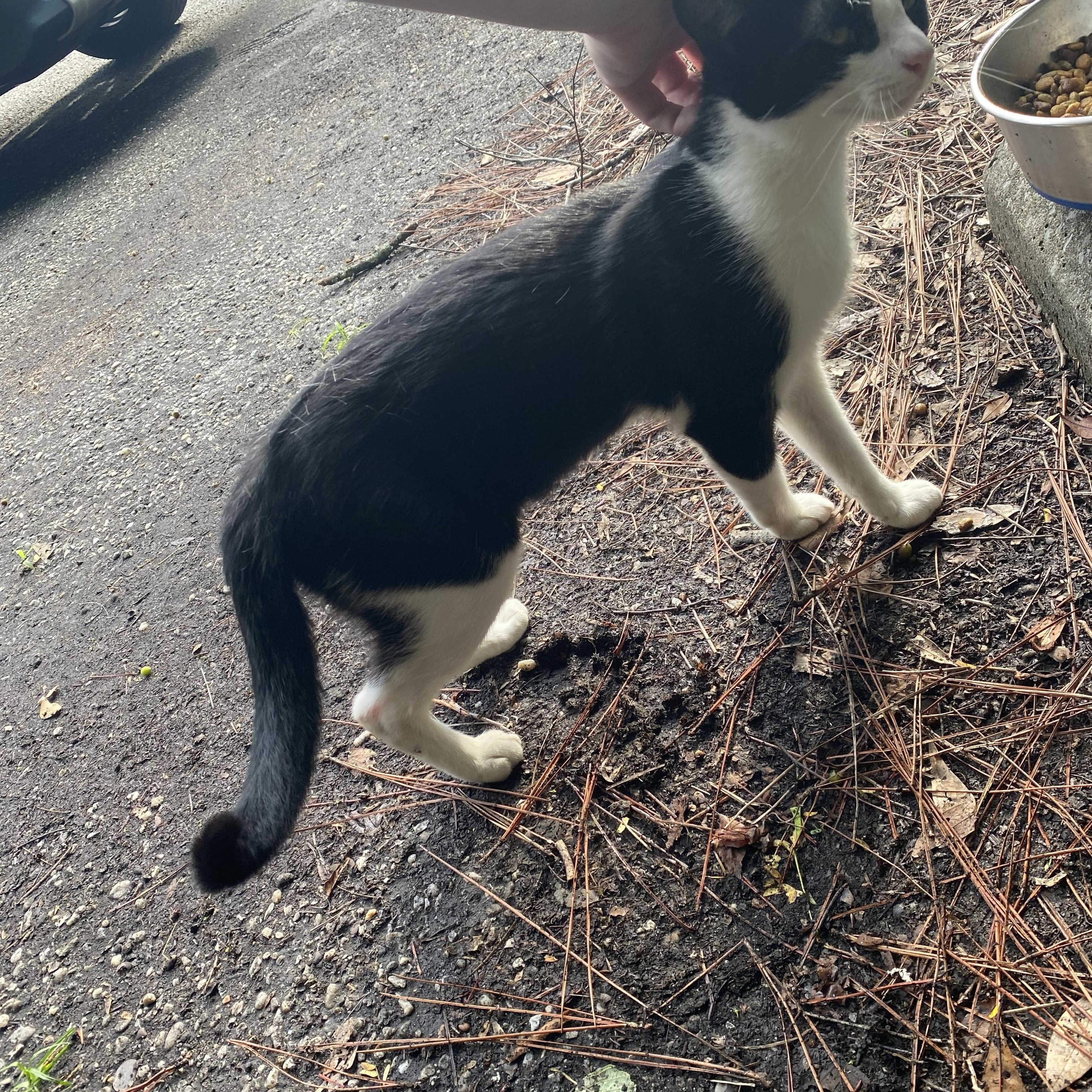 Dexter, a ADOPTABLE mixed breed in Milton, FL image 6/6