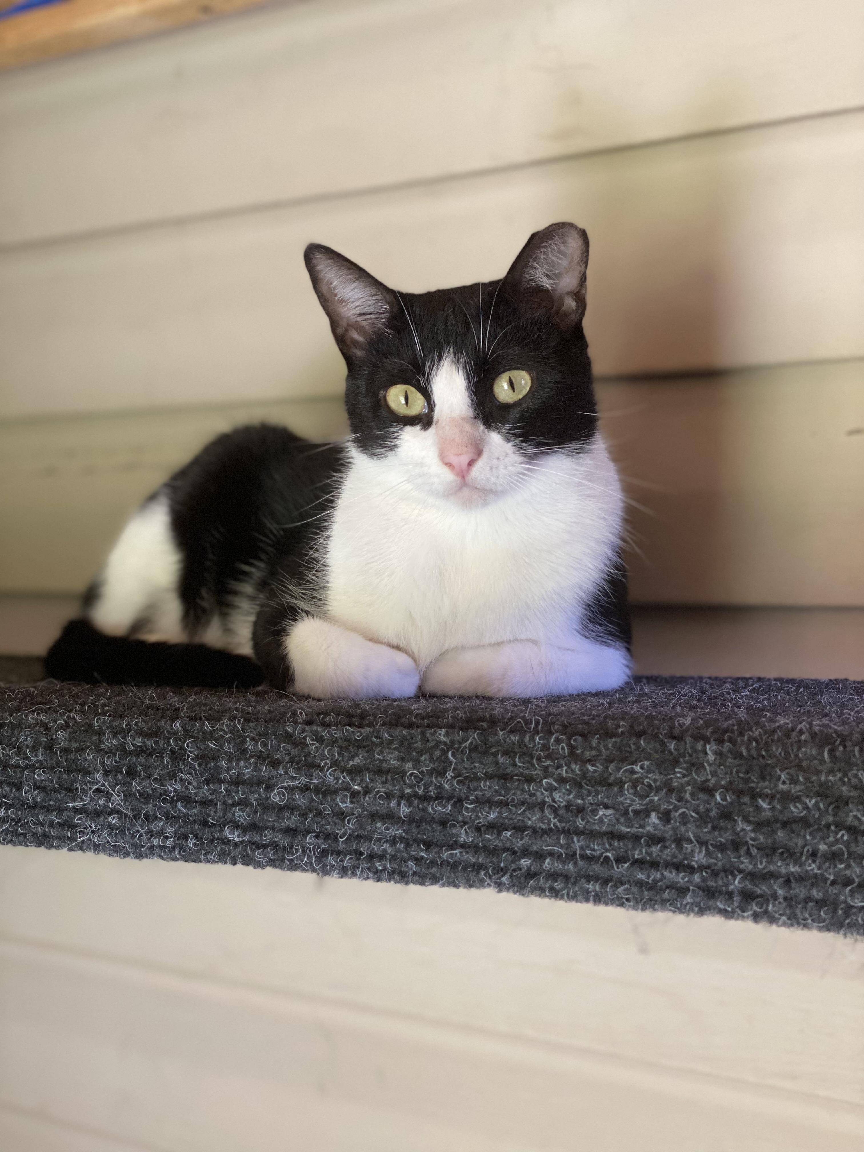 Dexter, a ADOPTABLE mixed breed in Milton, FL image 5/6